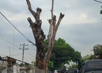 Dua Pohon Kering di Jalinsum Stabat Menanti Korban
