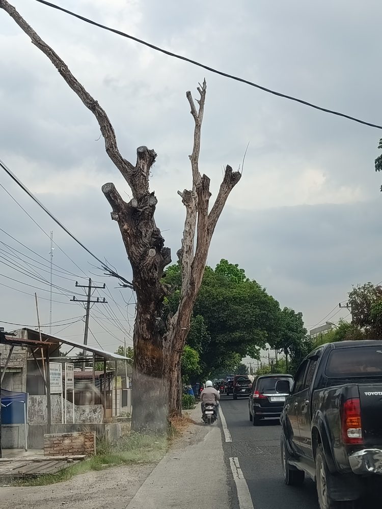 Dua Pohon Kering di Jalinsum Stabat Menanti Korban