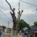Dua Pohon Kering di Jalinsum Stabat Menanti Korban