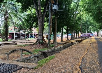 Jalan Perkantoran Bupati Langkat Berselimut Bunga Kuning, Stabat Bak Negeri Musim Gugur