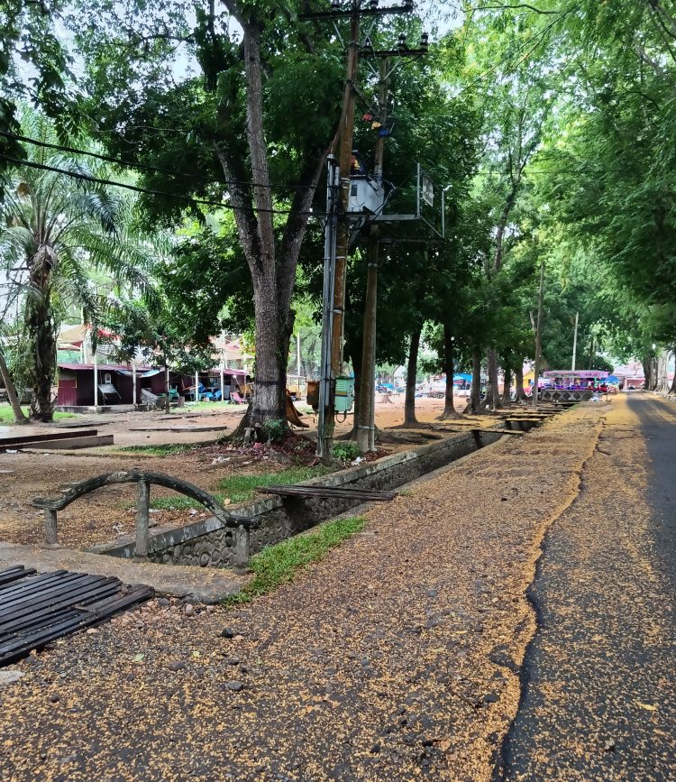 Jalan Perkantoran Bupati Langkat Berselimut Bunga Kuning, Stabat Bak Negeri Musim Gugur